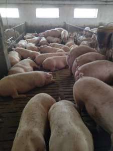 Продаж свиней живою вагою