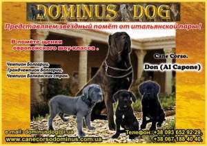 Продажа. Кане корсо щенки. Помёт от итальянской пары Чемпионов 093 652 92 29. - объявление