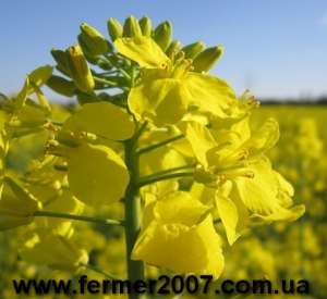 Продажа посевного материала. - объявление