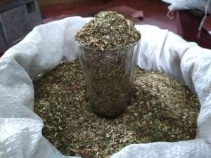 Продам Махорку Самосад