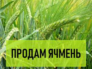 Продам Сорт ярового ячменя SEATTLE. ЯЧМЕНЬ Посевной Украина 2018, Яровой ячмень в Украине цена. - оголошення