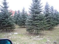 Продам Срочно! Голубые Ели. - объявление