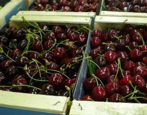 Продам вишни. В наличии большие объемы - объявление