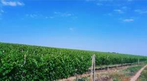 Продам домашнее вино ( полусладкое, сухое )