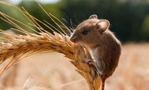 Продам зерновую приманку от мышей - объявление
