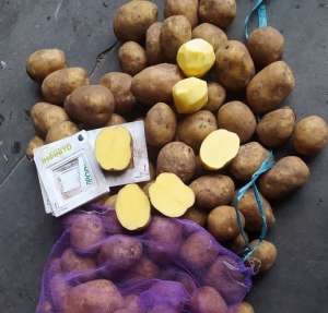 Продам картоплю від виробника власного виробництва - объявление