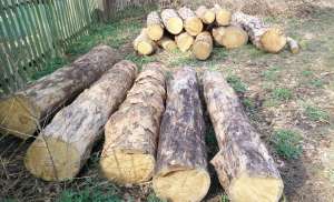 Продам кругляк сосны (7 сосен) объем 9.4 куб. метра. Буча - оголошення