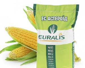 Продам насіння кукурудзи Астероїд ЄС Євраліс