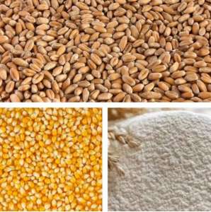 Продам оптом пшеницю, муку, кукурудзу - объявление