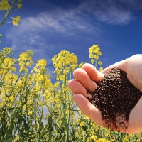 Продам оптом рапс, подсолнечник - объявление