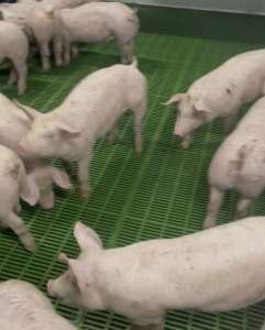 Продам поросят. Доставка по Украине - объявление
