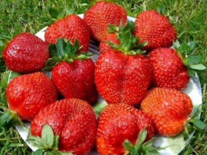 Продам розсаду полуниці стакан за 20 грн. - оголошення