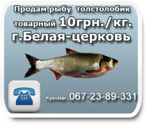 Продам рыбу толстолоб - объявление