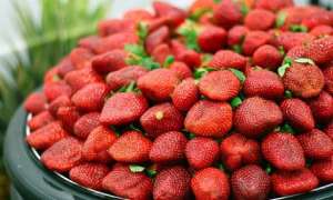 Продам саженцы крупноплодной клубники