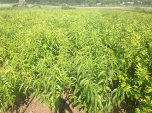 Продам саженцы плодовые деревья грецкий орех фундук. Кустарники - объявление