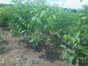 Продам саженцы плодовые деревья грецкий орех фундук. Кустарники