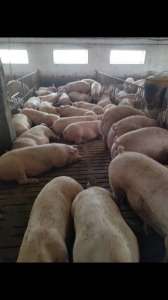 Продам свиней (175+ кг) - объявление