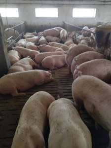 Продам свиней м’ясної породи живою вагою - объявление