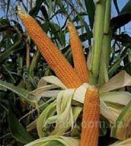 Продам семена кукурузы недорого, высокоурожайные сорта - объявление