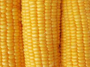 Продам: шрот подсолнечный, муку, зерновые - Украинского происхождения