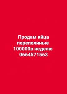 Продам яйца перепелиные оптом - объявление