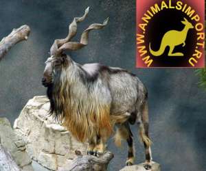 Продаю Косуля сибирская, Голубых баранов, Лам и зебр animalsimport(тчк)ру - объявление