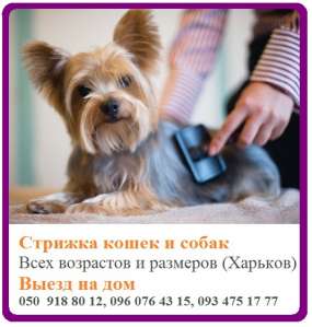 Профессиональная стрижка кошек и собак - объявление