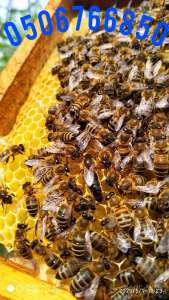 Пчелиные матки. Бджоломатки. - объявление