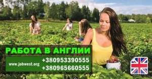 Работа в Англии - сезон 2022 года. - оголошення