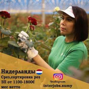 Работа в Нидерландах - объявление