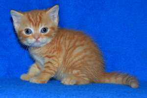 Рыжий шотландский котенок - объявление