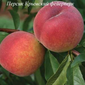 Саженцы плодовых деревьев от производителя - объявление