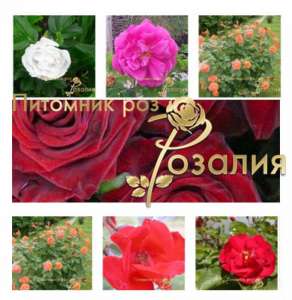 Саженцы роз из питомника Розалия, осень 2017 - объявление
