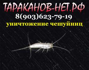 Сахарная чешуйница в квартире. Как уничтожить, вытравить, вывести? - объявление