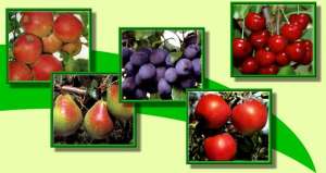 Сбор фруктов (Чехия) - объявление