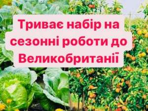 Сезонна робота у Великобританії - объявление