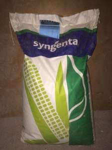 Семена гибридов подсолнечника и кукурузы, Syngenta. Монсанто. - объявление
