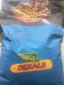 Семена кукурузы Monsanto ДКС 2960 ФАО 250 - объявление