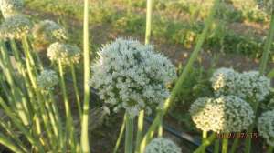 Семена лука Халцедон - оголошення