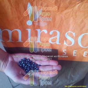 Семена подсолнечника для засушливых регионов - Mirasol seed - объявление