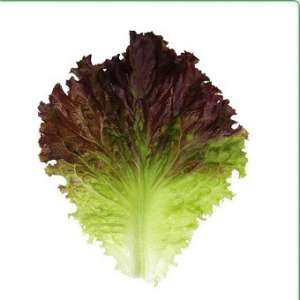 Семена салата KS 155 фирмы Китано - оголошення