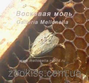 Сера ( 1 кг ) для борьбы с восковой молью. - объявление