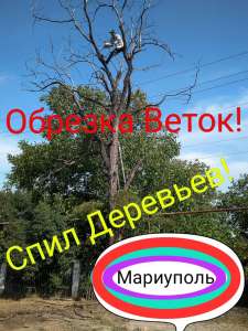 Спил, Обрезка деревьев - объявление