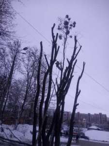 Спиливание деревьев любой сложности - объявление