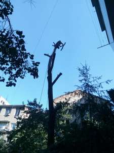 Спилим дерево любой сложности в Одессе. На 100% аккуратно