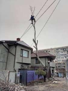 Спилить дерево любой сложности в Одессе - 100% аккуратно - объявление