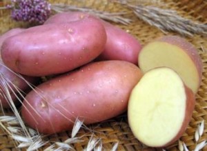 Срочно продам картофель, урожай 2012 года, сорт Белароса (сертифицированный)