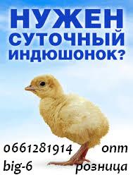 Суточные бройлерные Индюшата. Яйцо инкубационное. Херсон.николаев. - объявление