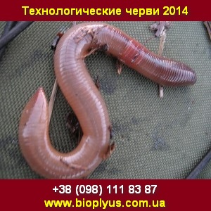 Технологические черви 2014 Рыбалка, Биогумус - оголошення