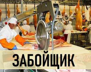Требуется Забойщик на мясную Линию Польша. - объявление
